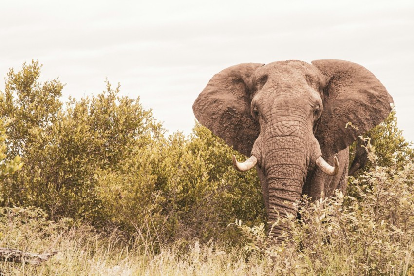 elephant on green grass field during daytime