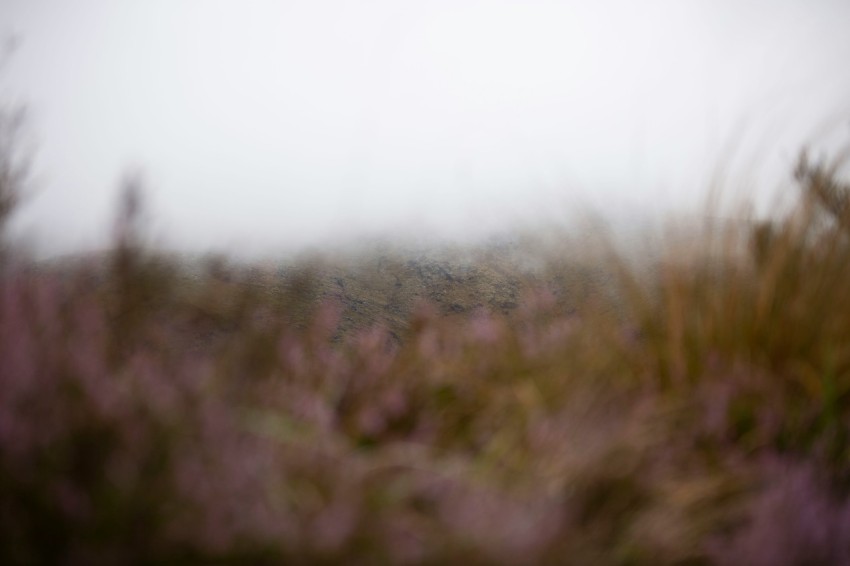 selective focus photography of green grass during daytime