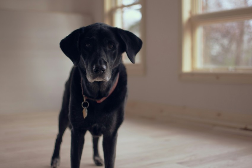 shallow focus photography of black dog along glass window bA