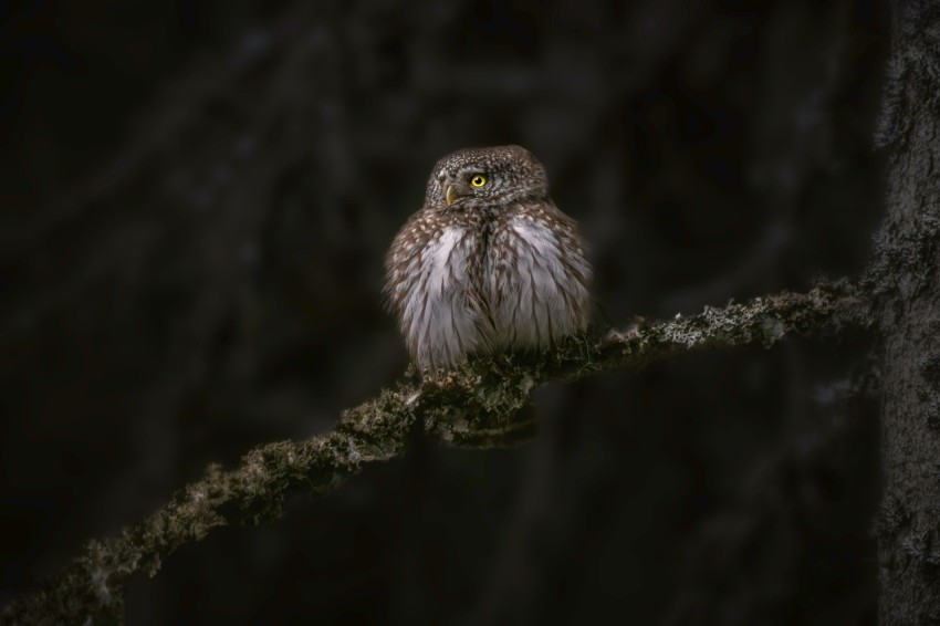 a small owl sitting on a tree branch