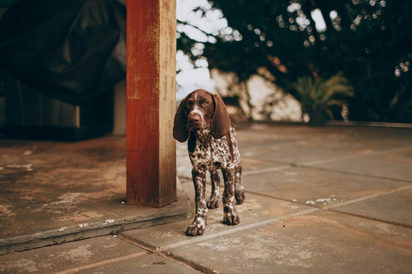 brown and white dalmatian dog on brown wooden fence during daytime