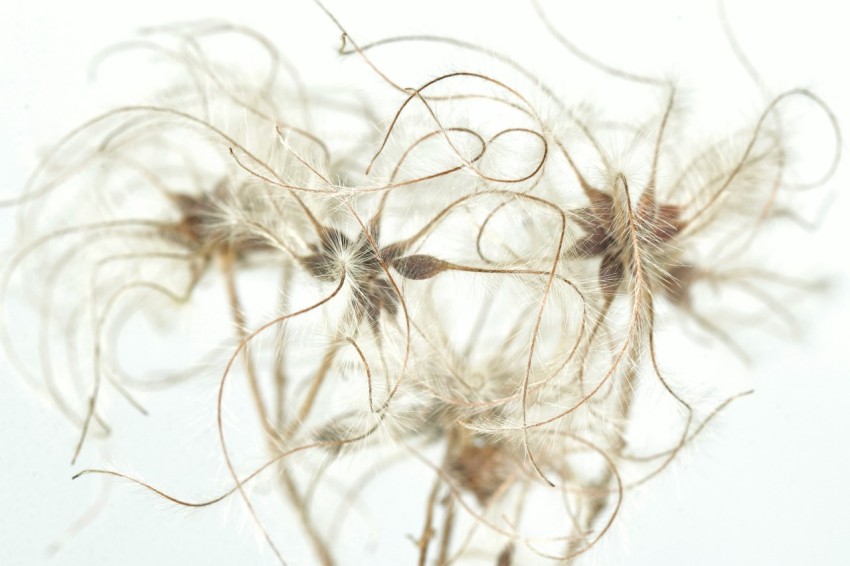 a close up of a bunch of flowers on a white background