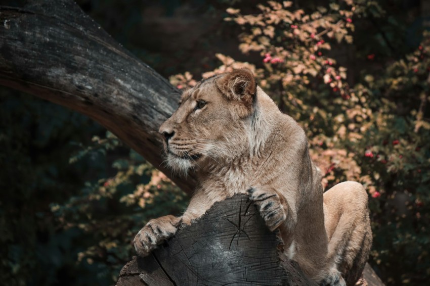 brown lioness lying on brown tree log during daytime