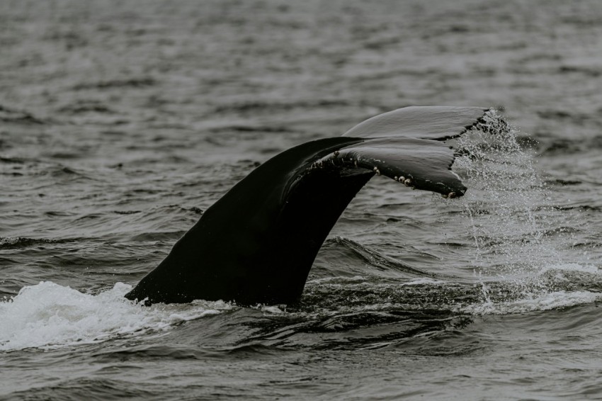 black whale on body of water during daytime