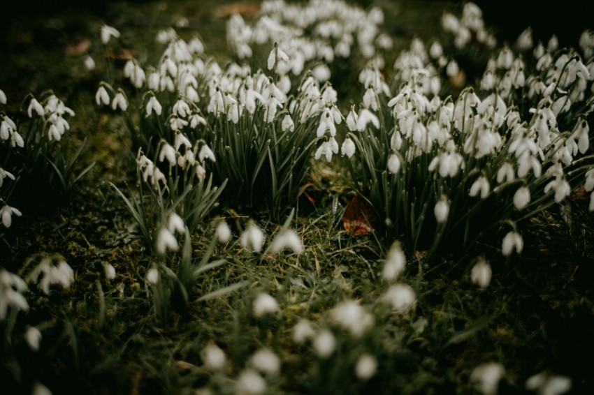 a bunch of white flowers that are in the grass