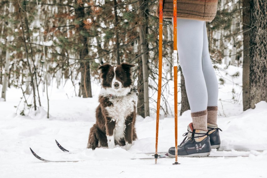 black and white border collie standing on snow covered ground during daytime 3hiqo