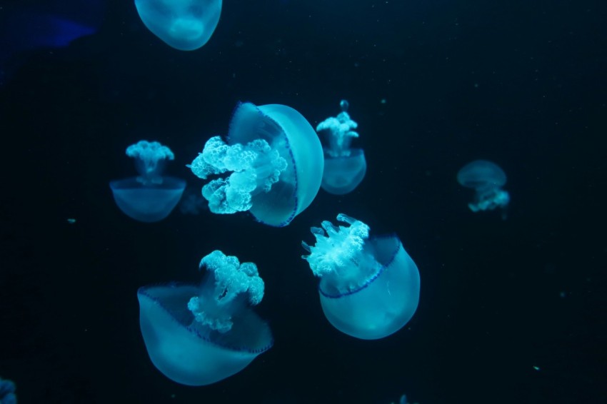 a group of jellyfish swimming in an aquarium