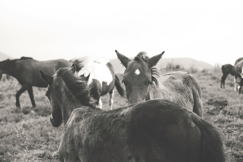 grayscale horse photo