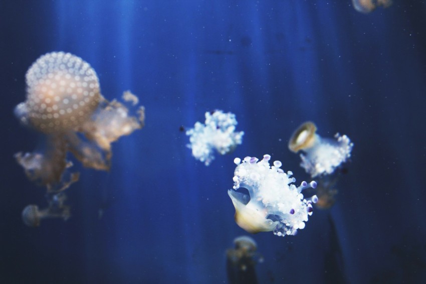 jellyfishes on body of water hwF11