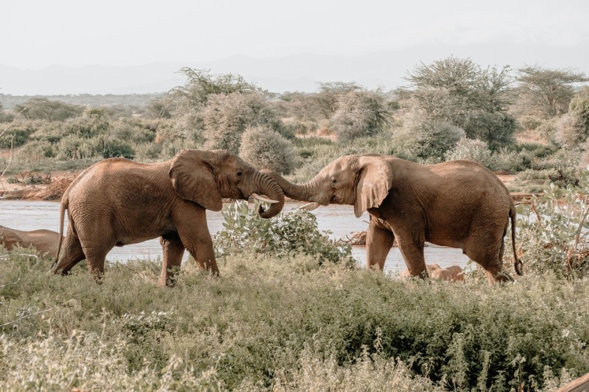 tow brown elephants on pasture during daytime