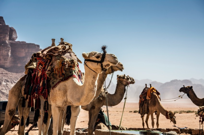 a group of camels are standing in the desert