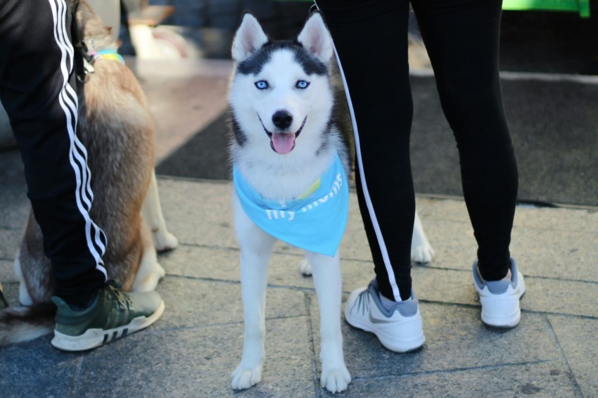 white and brown siberian husky