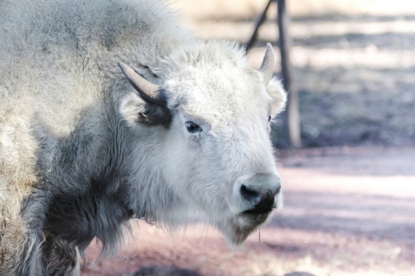 white buffalo standing on ground O