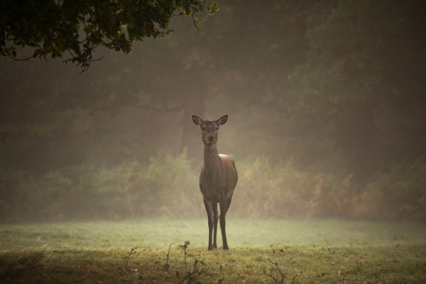 doe on green grass field