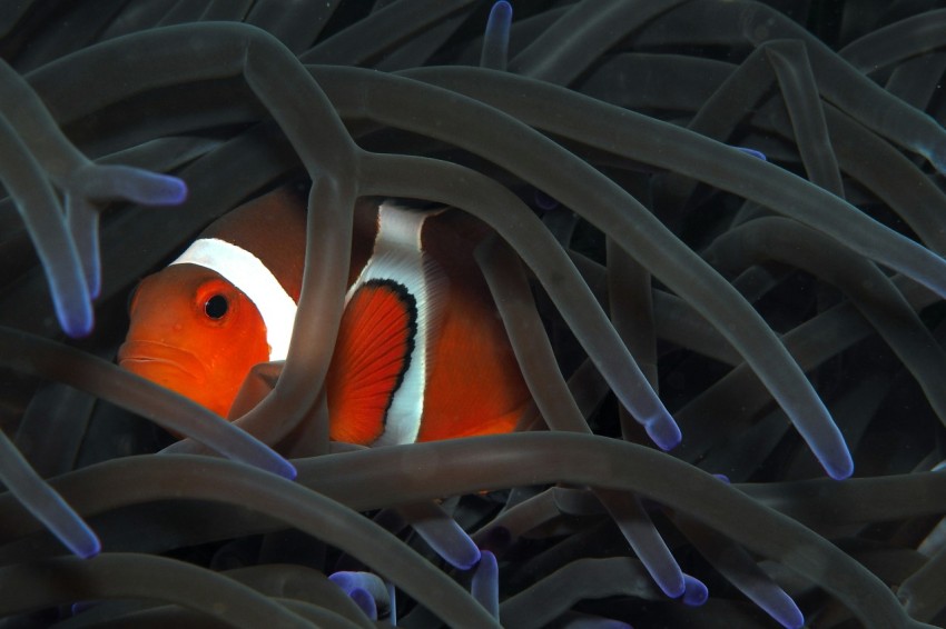 orange clownfish GWF4_nayH