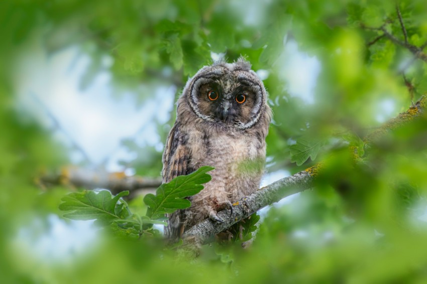 an owl is sitting on a tree branch