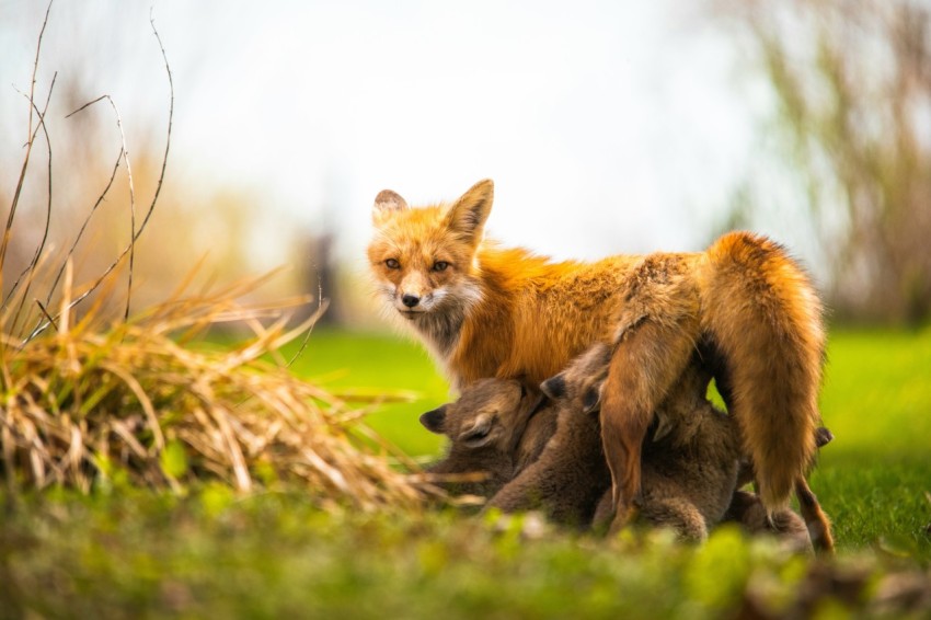 brown fox on brown grass during daytime