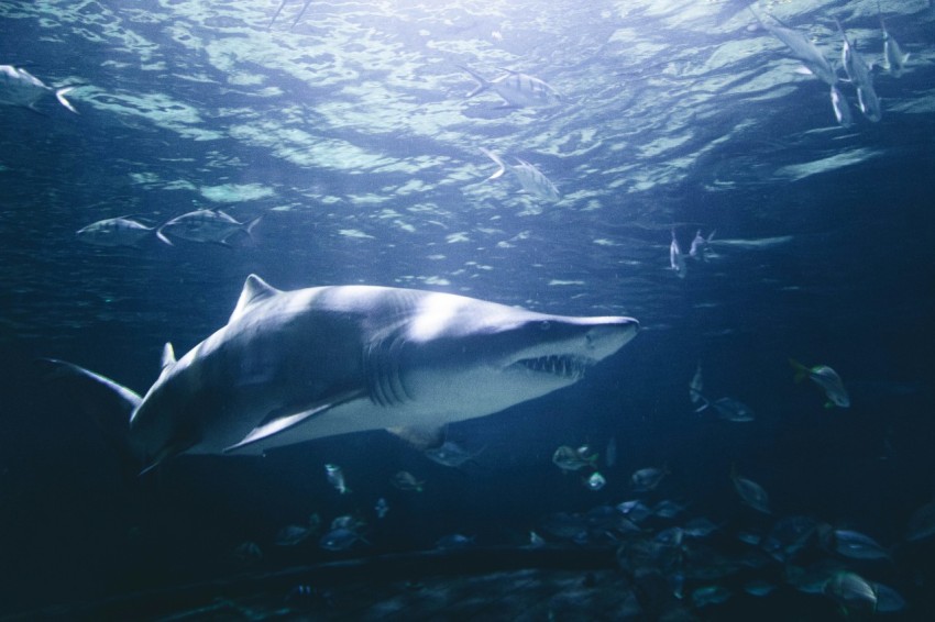 grey and white shark underwater