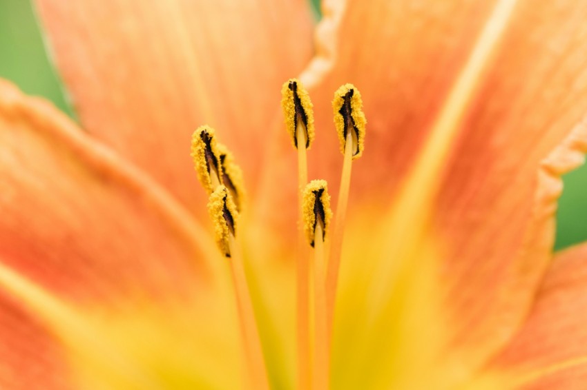 macro photography of orange flower