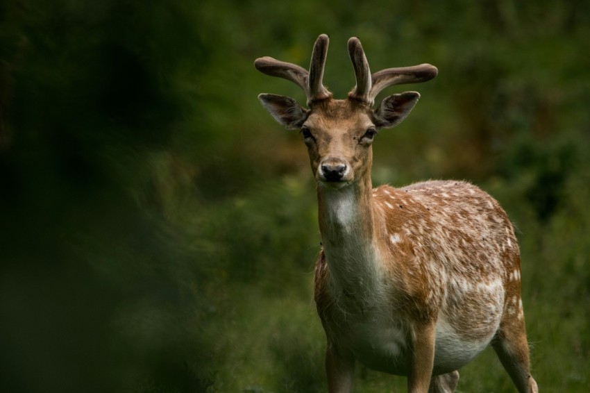 brown deer