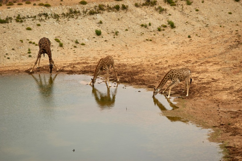 brown and black giraffes on brown sand during daytime