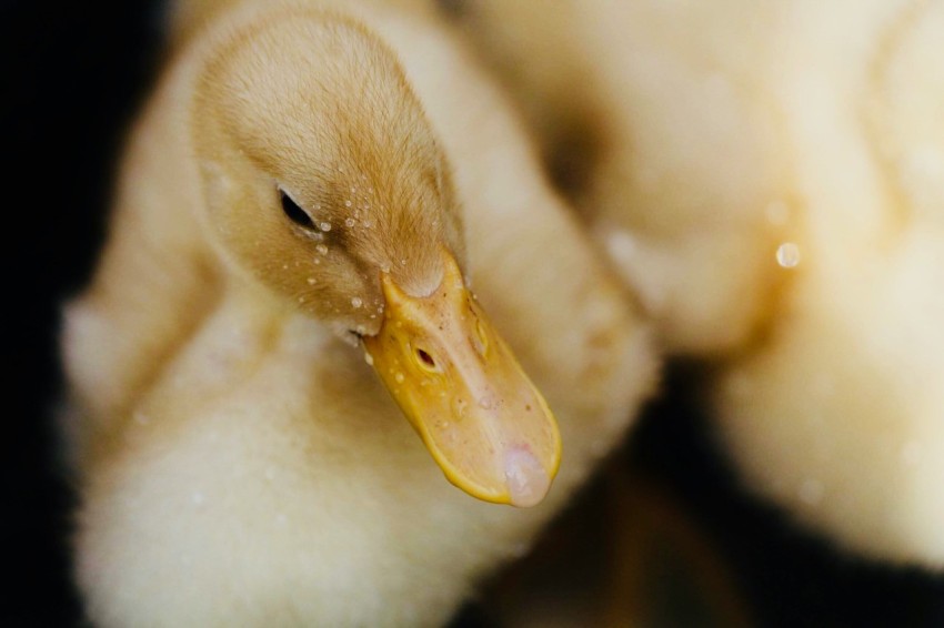 selective focus photography of duckling hsP8A