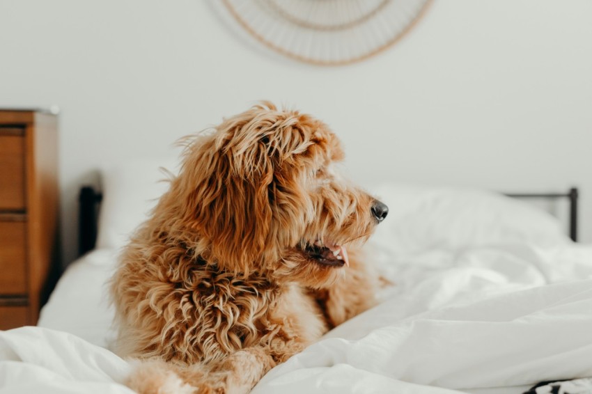 brown dog on white bed