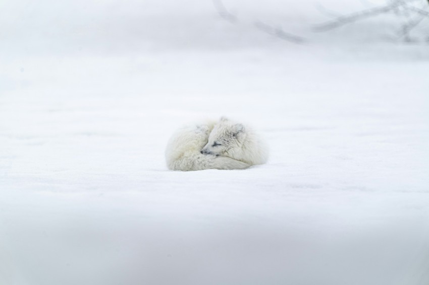 white long coated animal on snow covered ground