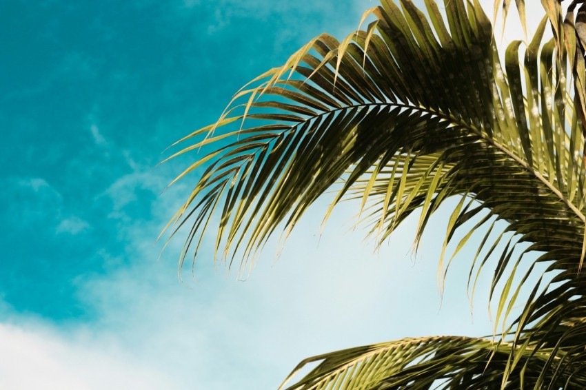 green palm tree under blue sky lvrTUp