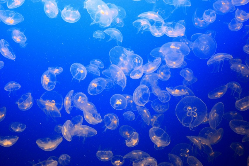 underwater photography of jellyfish