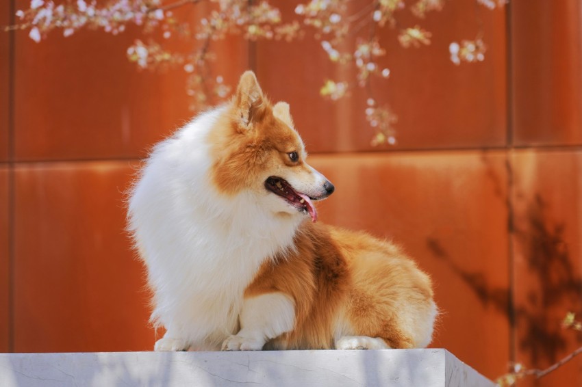 adult tan and white pembroke welsh corgi on focus photography