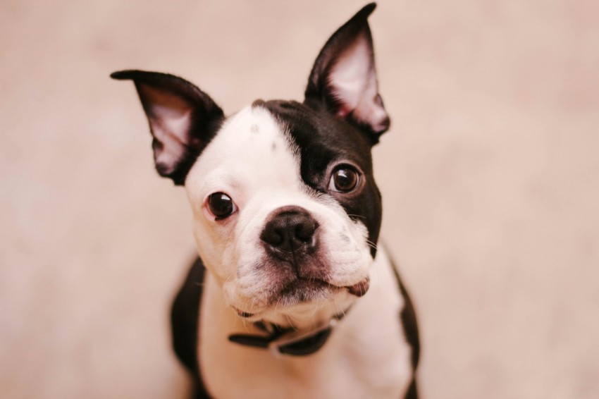 short coated black and white dog