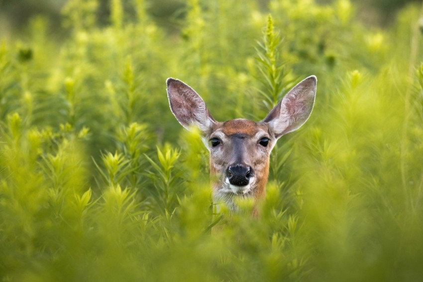 a deer in a field