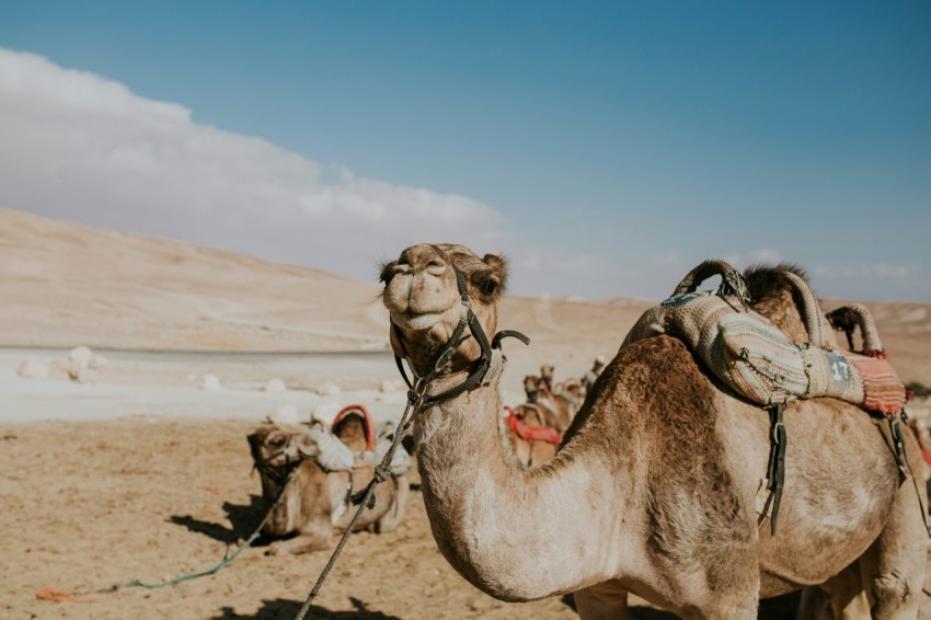 brown camel standing on desert during daytime u