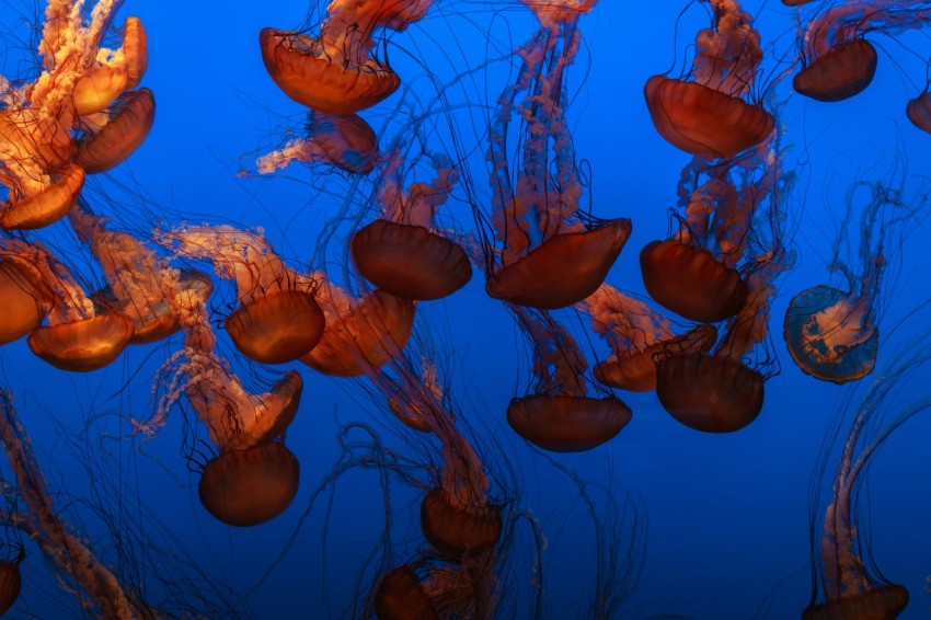 photography of brown jellyfish xS i