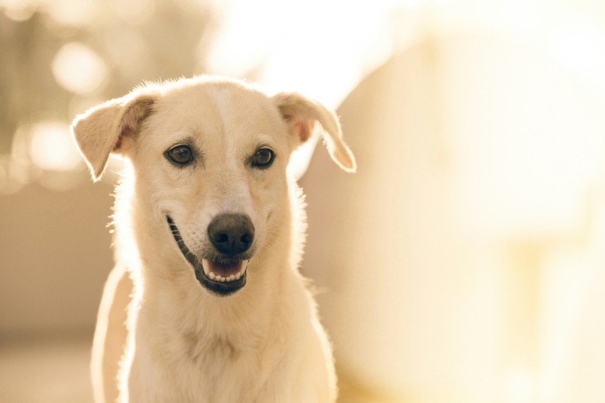 focus photography short coated white dog