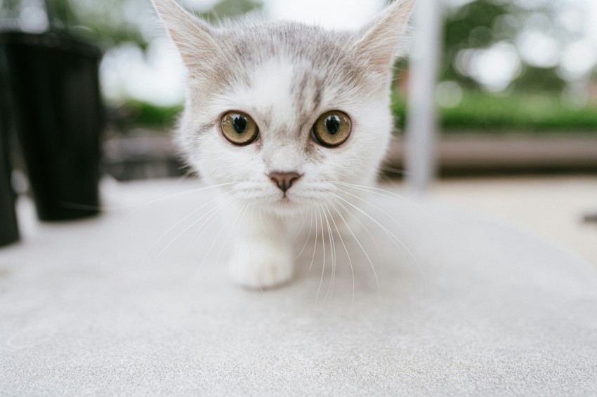 white cat on white floor