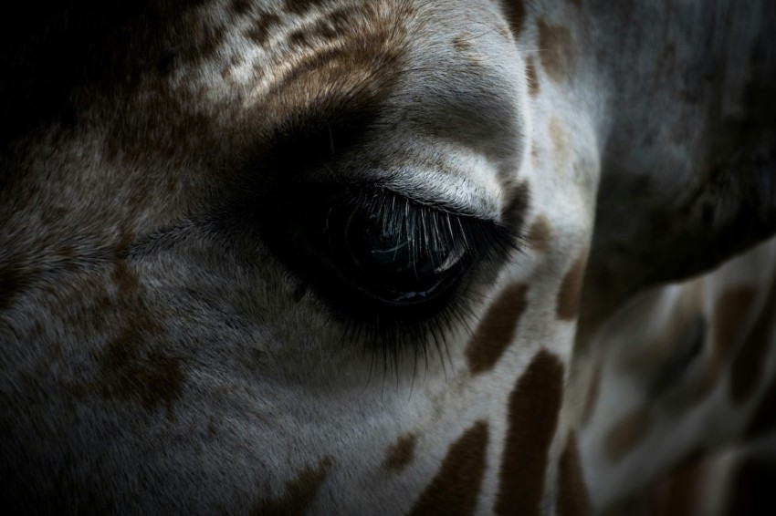 giraffes eye g8IZVNx