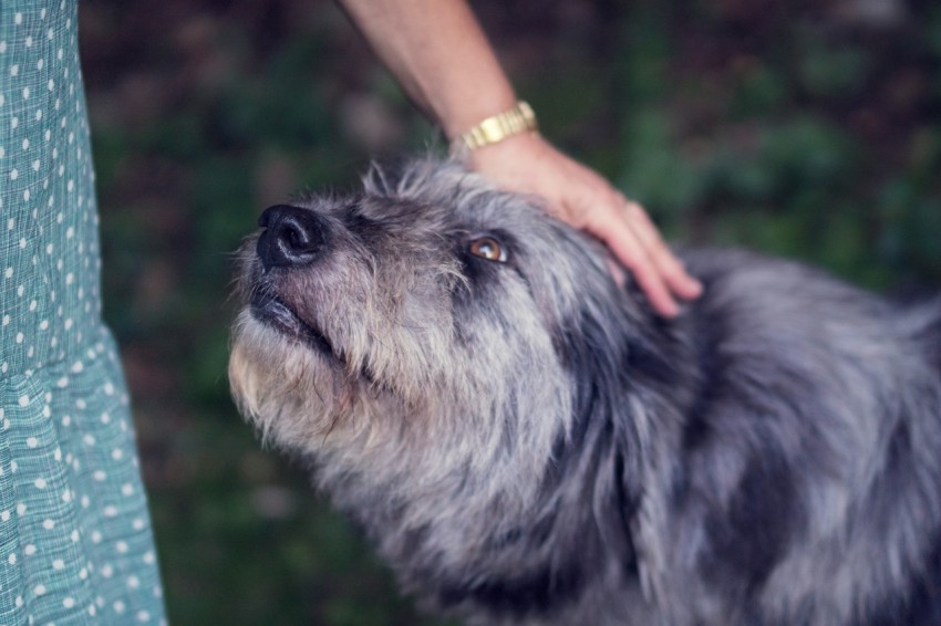 person petting black and white dog