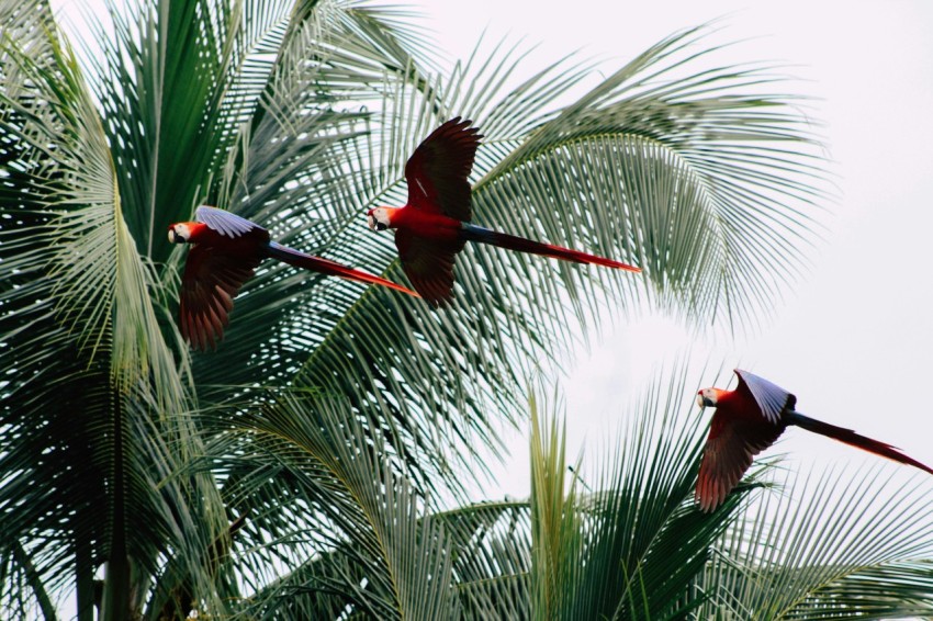 three blue and red macaws flying near coconut trees