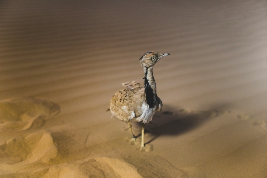 hen on sand