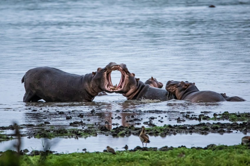 a herd of elephants standing next to a body of water