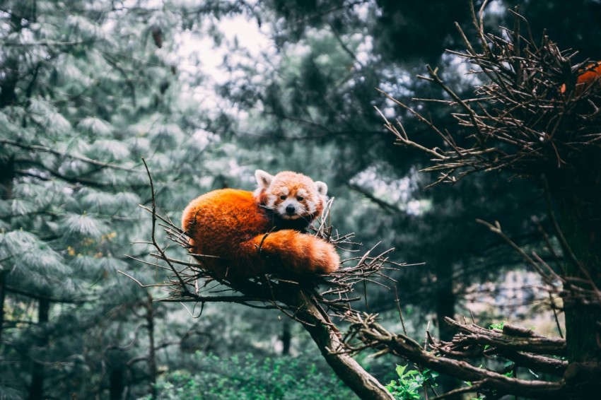 red fox on branch of tree