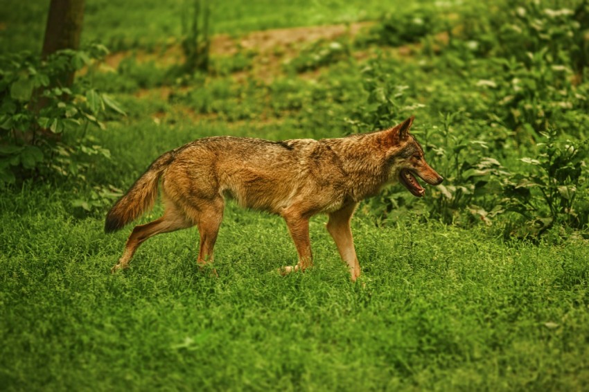 adult brown dog on green grass