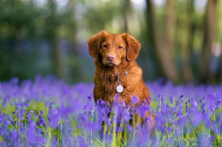 brown short coated dog on purple flower field during daytime fiJQ0j6z4