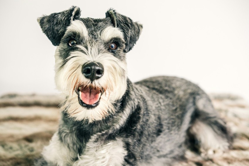 black and white miniature schnauzer