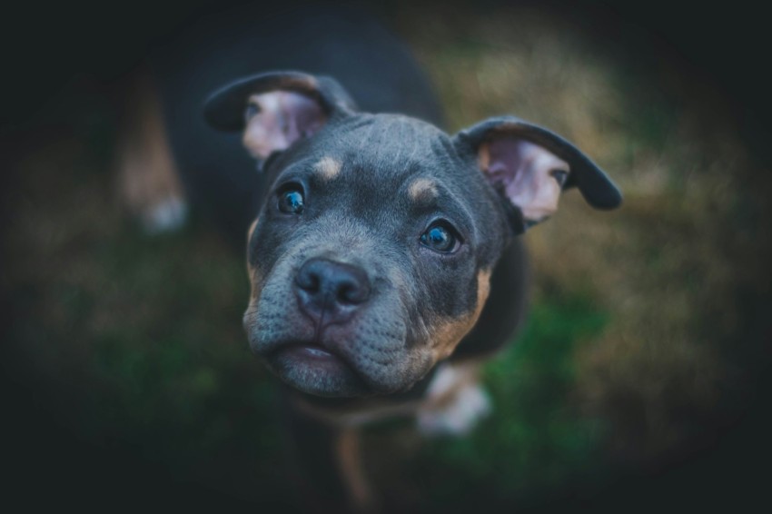 closeup photography of black american pit bull carrier puppy