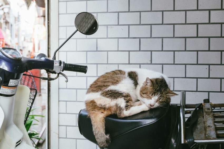 orange and white cat on motorcycle zDZCiXk