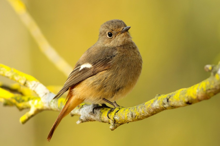 short beaked brown bird on tree branch