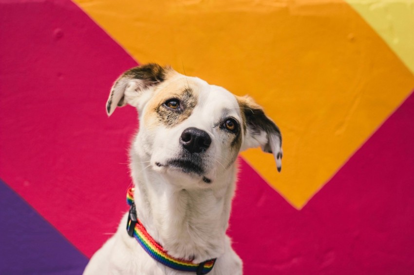 short coated white and brown dog